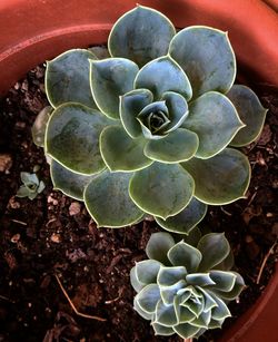 High angle view of succulent plant on field