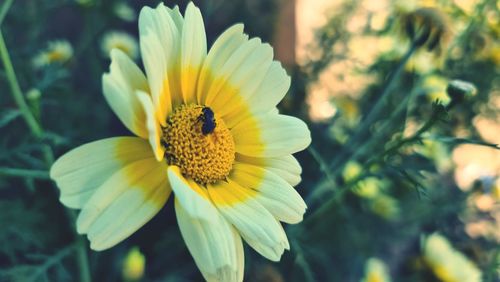 Close-up of honey bee on yellow flower