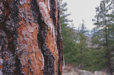 Close-up of tree trunk