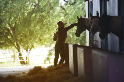 Side view of young woman stroking horses at barn