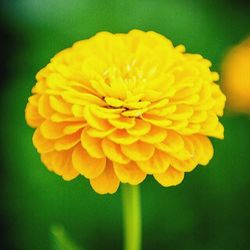 Close-up of yellow flowers