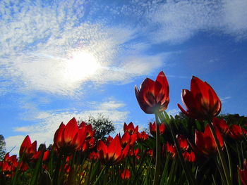 Close-up of poppies blooming on field against sky during sunset