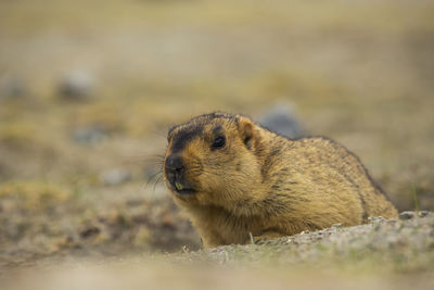 Close-up of marmot on ground