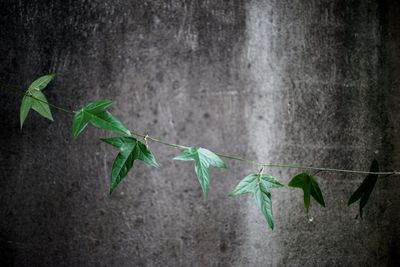 Close-up of plant