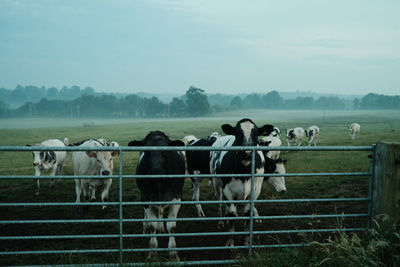 Feeding time in the mist