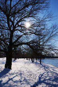 Trees on snow covered beach