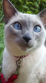 Close-up portrait of a dog