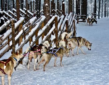 Dogs on snow covered car