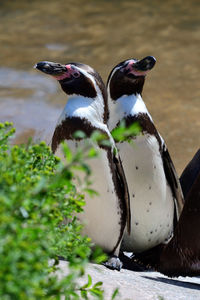 Two humboldt penguins standing together 