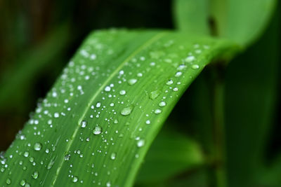 Close-up of raindrops on green leaf