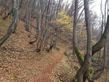 View of trees in forest