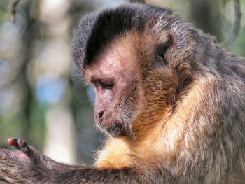 Close-up of monkey