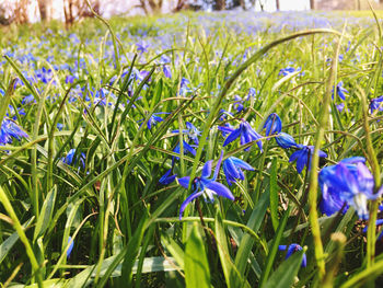 Close-up of purple flowering plants on field