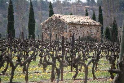 Close-up of sheep on field