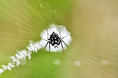 Close-up of spider on web