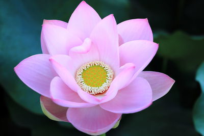 Close-up of pink water lily