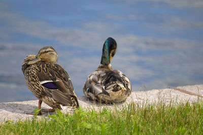 Ducks on a field