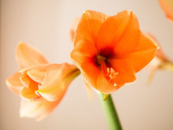 Close-up of orange flower blooming on plant