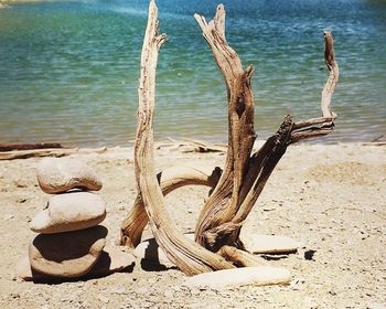 Close-up of tree trunk on beach