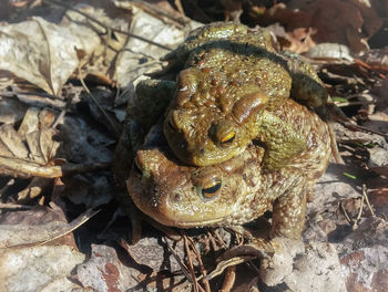 High angle view of turtle