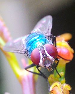 Close-up of insect