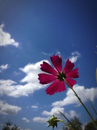 Low angle view of pink flowers blooming against sky