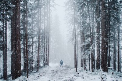Snow covered trees in forest