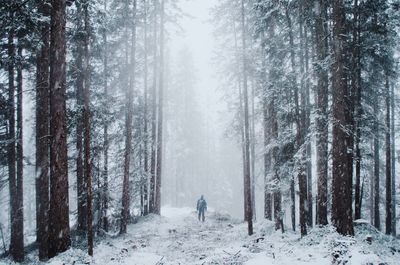 Person walking along trees on snow covered landscape