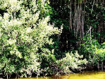 Plants growing on a tree