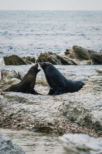 View of two fur seals on rocky beach