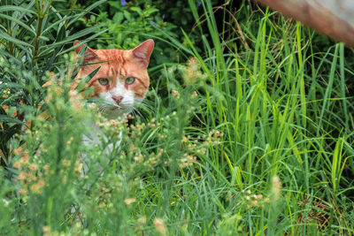 Portrait of a cat in grass