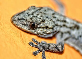 Close-up of lizard