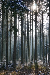 Sunlight streaming through trees in forest