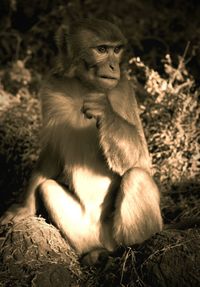 Monkey sitting in forest