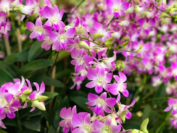 Close-up of purple flowers blooming outdoors