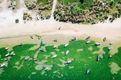 High angle view of birds on sand