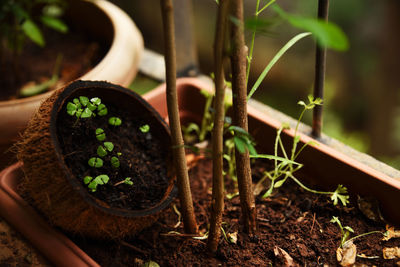 Close-up of potted plant on field