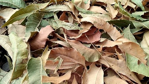 Full frame shot of autumn leaves