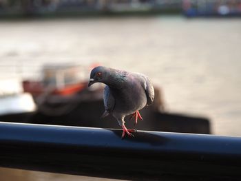 Close-up of bird perching on railing