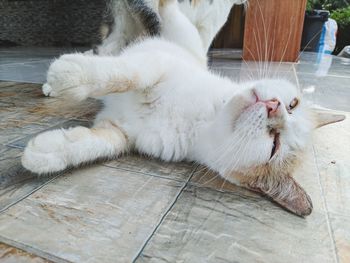 Close-up of cat lying on floor