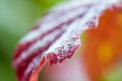 Close-up of snow on plant