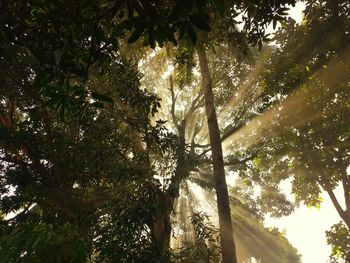 Low angle view of tree