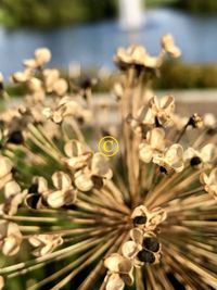 Close-up of flowers blooming outdoors