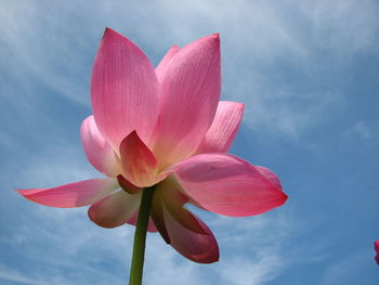 Low angle view of pink lotus water lily against sky