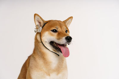 Pet lover concept. japanese dog on a light background with a crown on his head