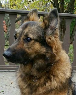 Close-up of dog looking away