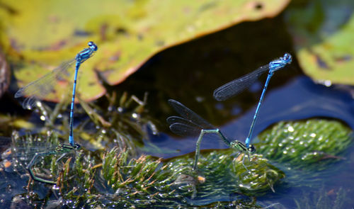 Close-up of water drops on leaf
