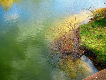 High angle view of turtle in lake