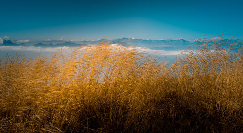 Scenic view of field against blue sky