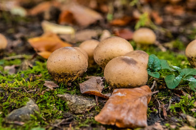 Close-up of mushrooms growing on field